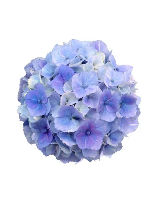 Flower 10thシングル　「blue sky blue」 Flower 10thシングル「Blue Sky Blue」4/29(水)Release | E